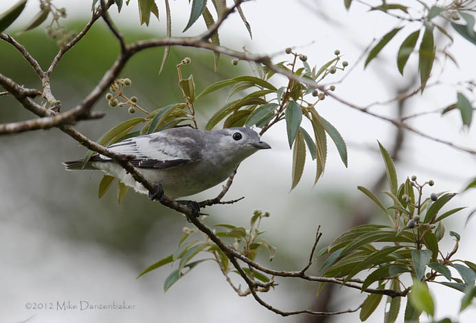 Snowy Cotinga (Carpodectes nitidus) photo image