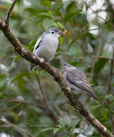 Snowy Cotinga (Carpodectes nitidus) photo image