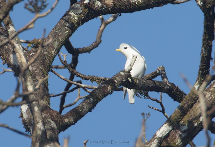 Yellow-billed Cotinga (Carpodectes antoniae) photo image