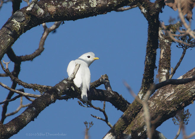 Yellow-billed Cotinga (Carpodectes antoniae) photo image