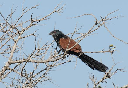 Malagasy Coucal (Centropus toulou) photo image
