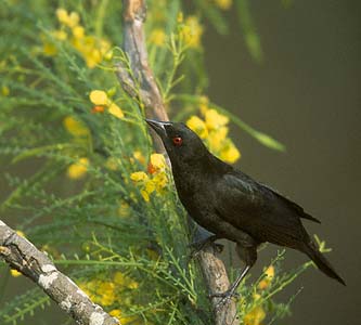 Bronzed Cowbird (Molothrus aeneus) photo image