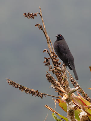 Giant Cowbird (Molothrus oryzivorus) photo image