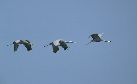 Common Crane (Grus grus) photo image