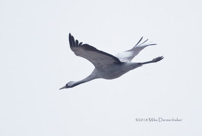 Common Crane (Grus grus) photo image