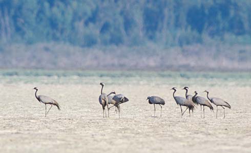 Demoiselle Crane (Grus virgo) photo image