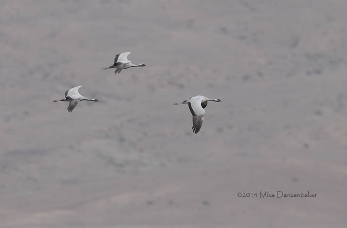 Demoiselle Crane (Grus virgo) photo