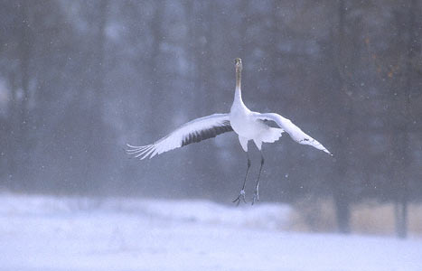 Red-crowned Crane (Grus japonensis) photo image