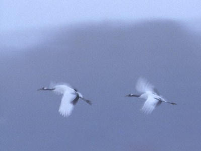 Red-crowned Crane (Grus japonensis) photo image