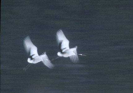 Red-crowned Crane (Grus japonensis) photo image