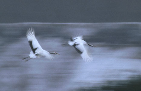Red-crowned Crane (Grus japonensis) photo image