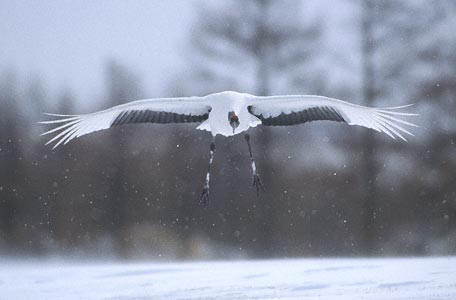 Red-crowned Crane (Grus japonensis) photo image