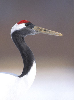 Red-crowned Crane (Grus japonensis) photo image