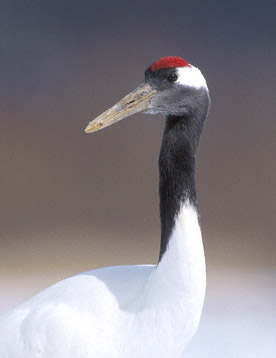 Red-crowned Crane (Grus japonensis) photo image