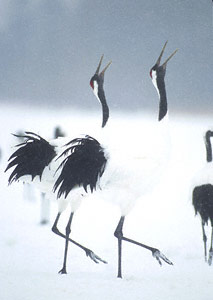Red-crowned Crane (Grus japonensis) photo image