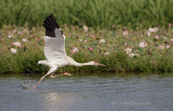 Siberian Crane (Grus leucogeranus) photo image