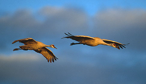 Sandhill Crane (Grus canadensis) photo image