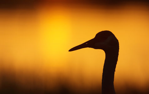 Sandhill Crane (Grus canadensis) photo image