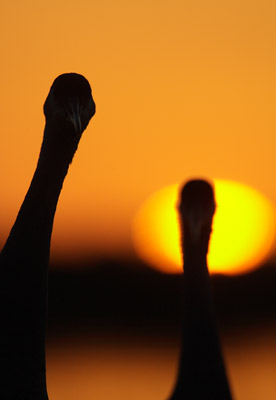 Sandhill Crane (Grus canadensis) photo image