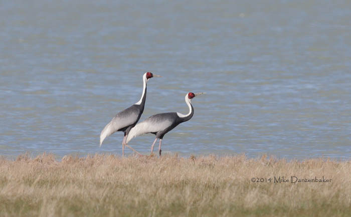 White-naped Crane (Grus vipio) photo
