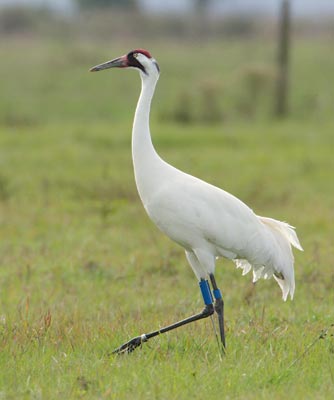 Whooping Crane (Grus americana) photo image