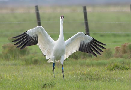 Whooping Crane (Grus americana) photo image