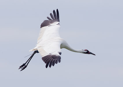 Whooping Crane (Grus americana) photo image