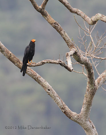Black Caracara (Daptrius ater) photo