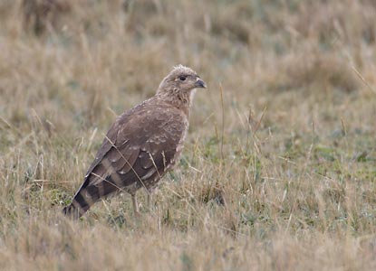 Carunculated Caracara (Phalcoboenus carunculatus) photo image
