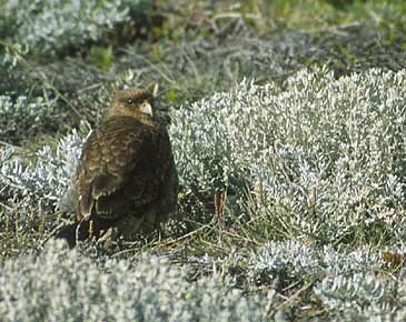 Chimango Caracara (Milvago chimango) photo image