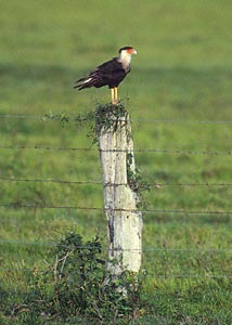 Northern Crested Caracara (Caracara cheriway) photo image