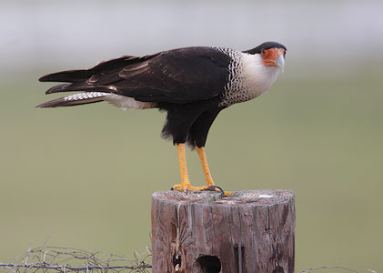 Northern Crested Caracara (Caracara cheriway) photo image