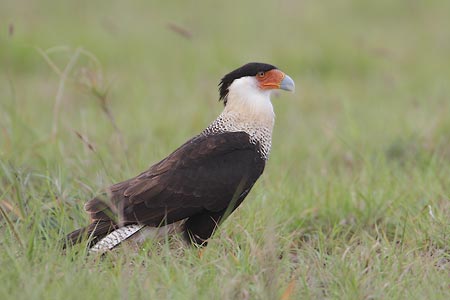 Northern Crested Caracara (Caracara cheriway) photo image