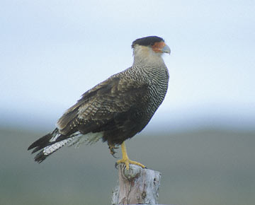 Southern Crested Caracara (Caracara plancus) photo image