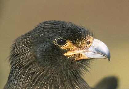 Striated Caracara (Phalcoboenus australis) photo image