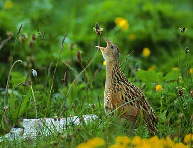 Corn Crake (Crex crex) photo image