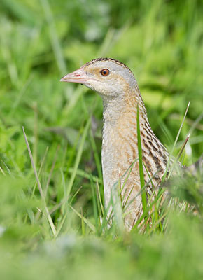 Corn Crake (Crex crex) photo image