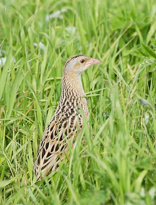 Corn Crake (Crex crex) photo image