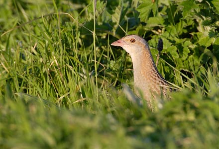 Corn Crake (Crex crex) photo image
