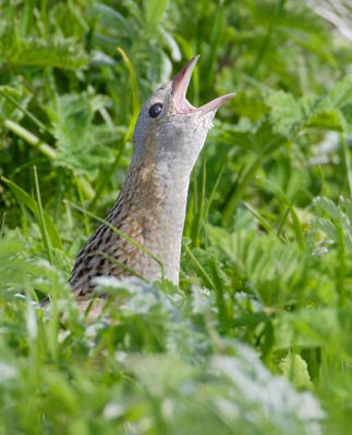 Corn Crake (Crex crex) photo image