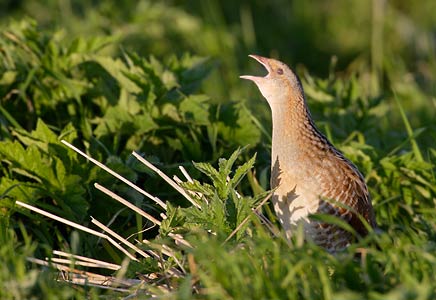 Corn Crake (Crex crex) photo image
