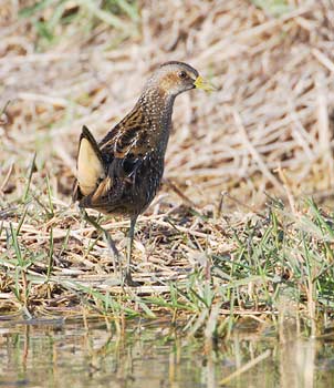 Spotted Crake (Porzana porzana) photo image