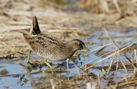 Spotted Crake (Porzana porzana) photo image