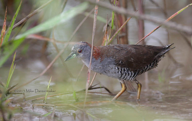 Gray-breasted Crake (Laterallus exilis) photo image