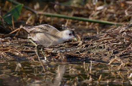 Little Crake (Porzana parva) photo