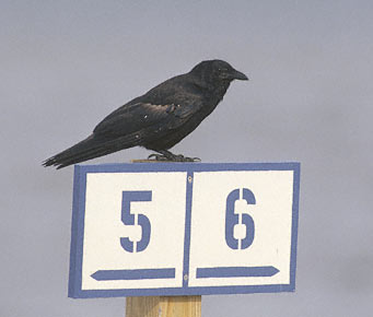 Fish Crow (Corvus ossifragus) photo image