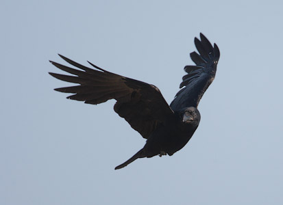 Fish Crow (Corvus ossifragus) photo image