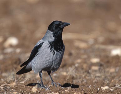Hooded Crow (Corvus cornix) photo image