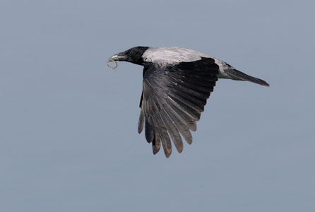 Hooded Crow (Corvus cornix) photo image