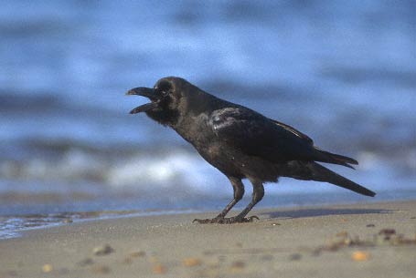 Large-billed Crow (Corvus macrorhynchos) photo image